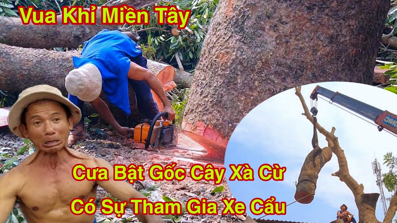 Vua Khỉ Cưa Cây Xà Cừ Ngã Nghiêng Vô Nhà Xe Cẩu Hổ Trợ Bật Thầy Cưa Cây Là Đây