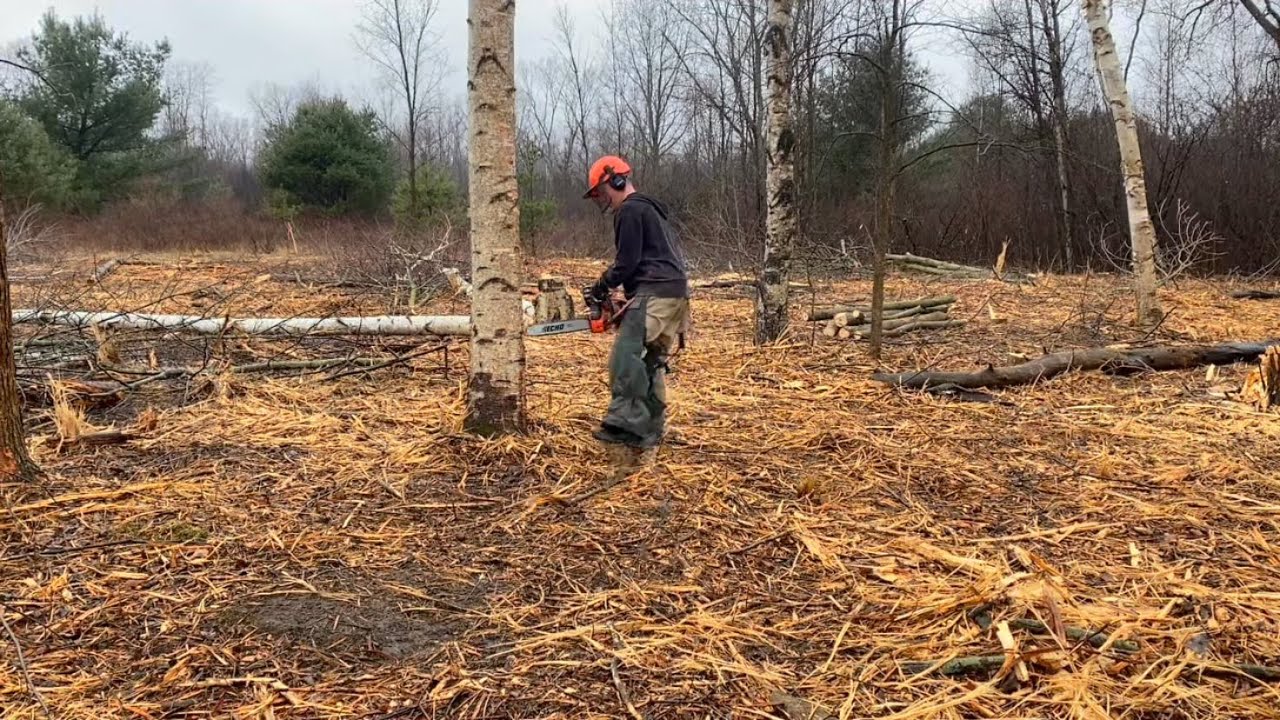 Jason & Hard Working Man Running Chainsaws Dropping Trees for Firewood! Close call on a mishap! #24