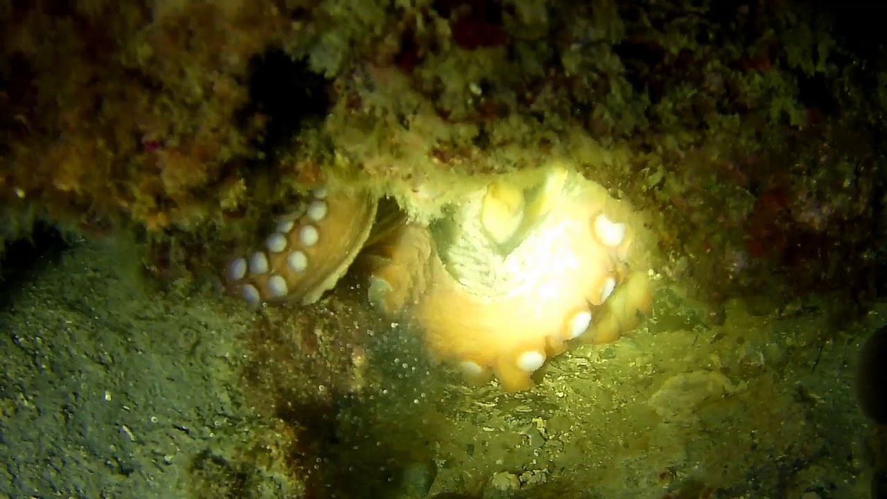 Diving with octopuses || 🇬🇷 North Evia Island Greece