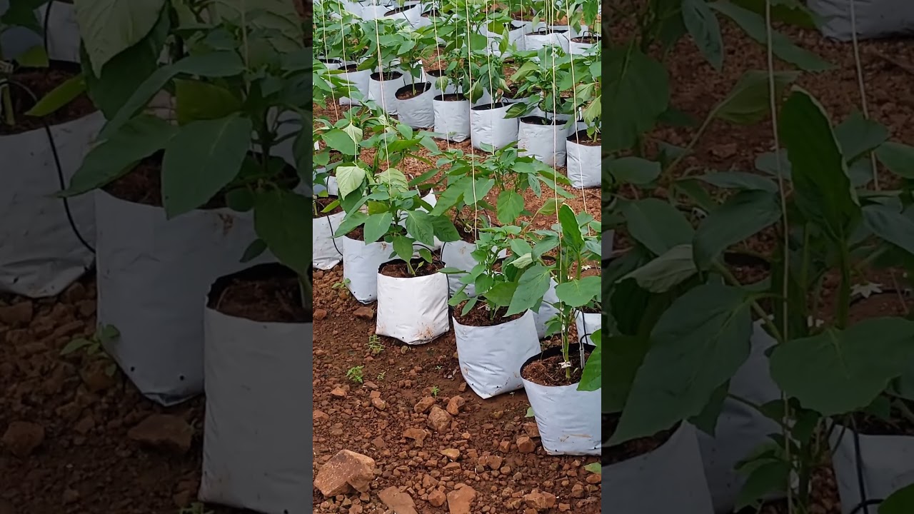 Bell pepper farming hydrophonic farming #hydroponics