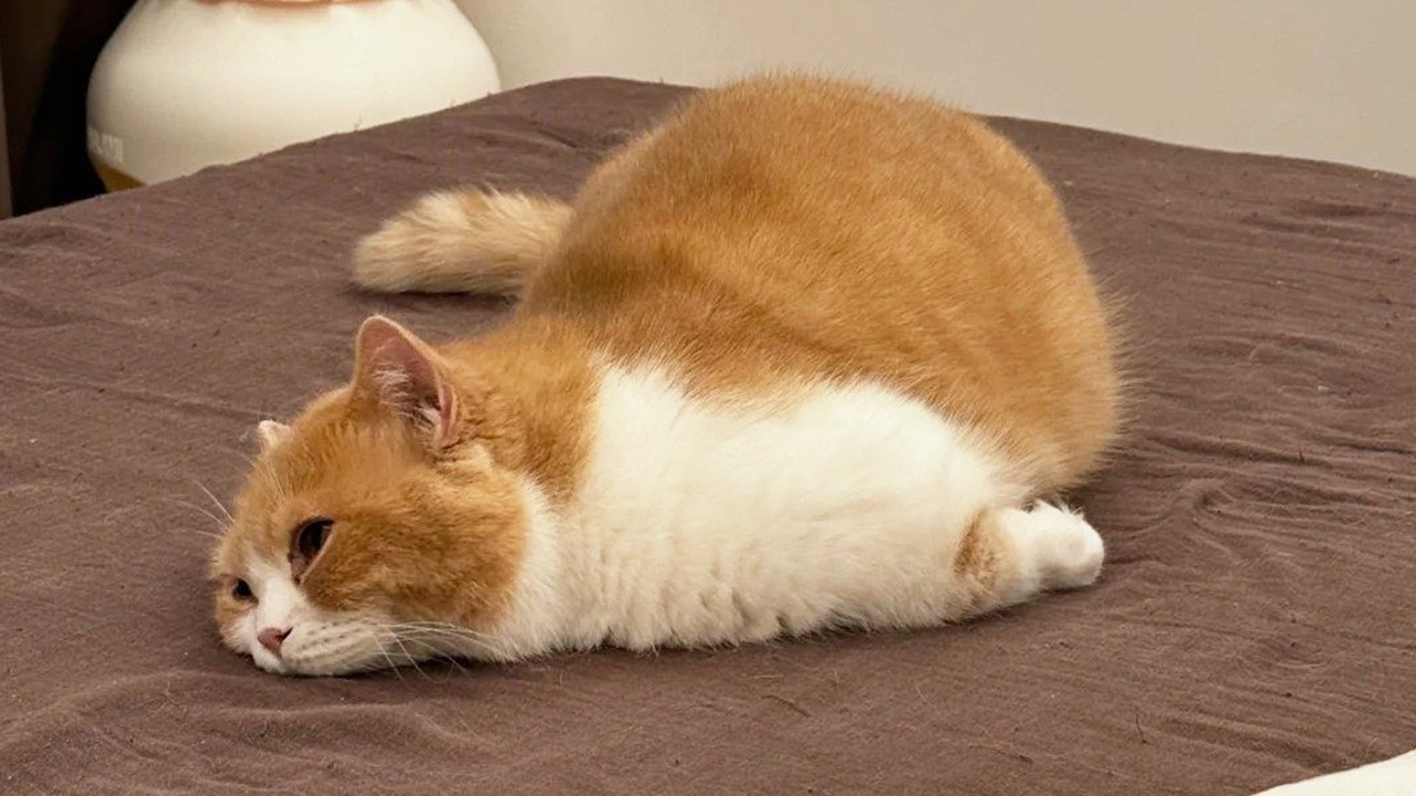 You Laugh, You Lose! 🤣 Funny Cat Videos 2026 😹 Part 123