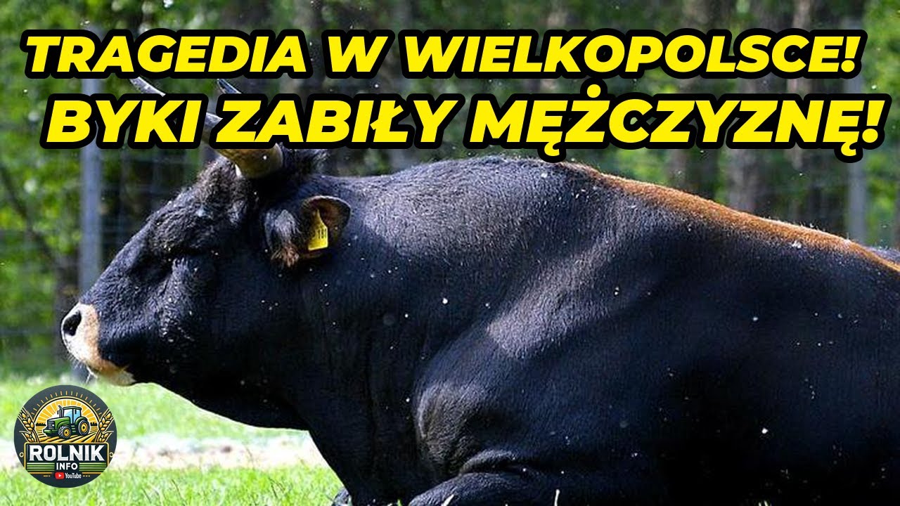 Dramatyczny wypadek w gospodarstwie: byki zabiły rolnika, służby były bezradne!