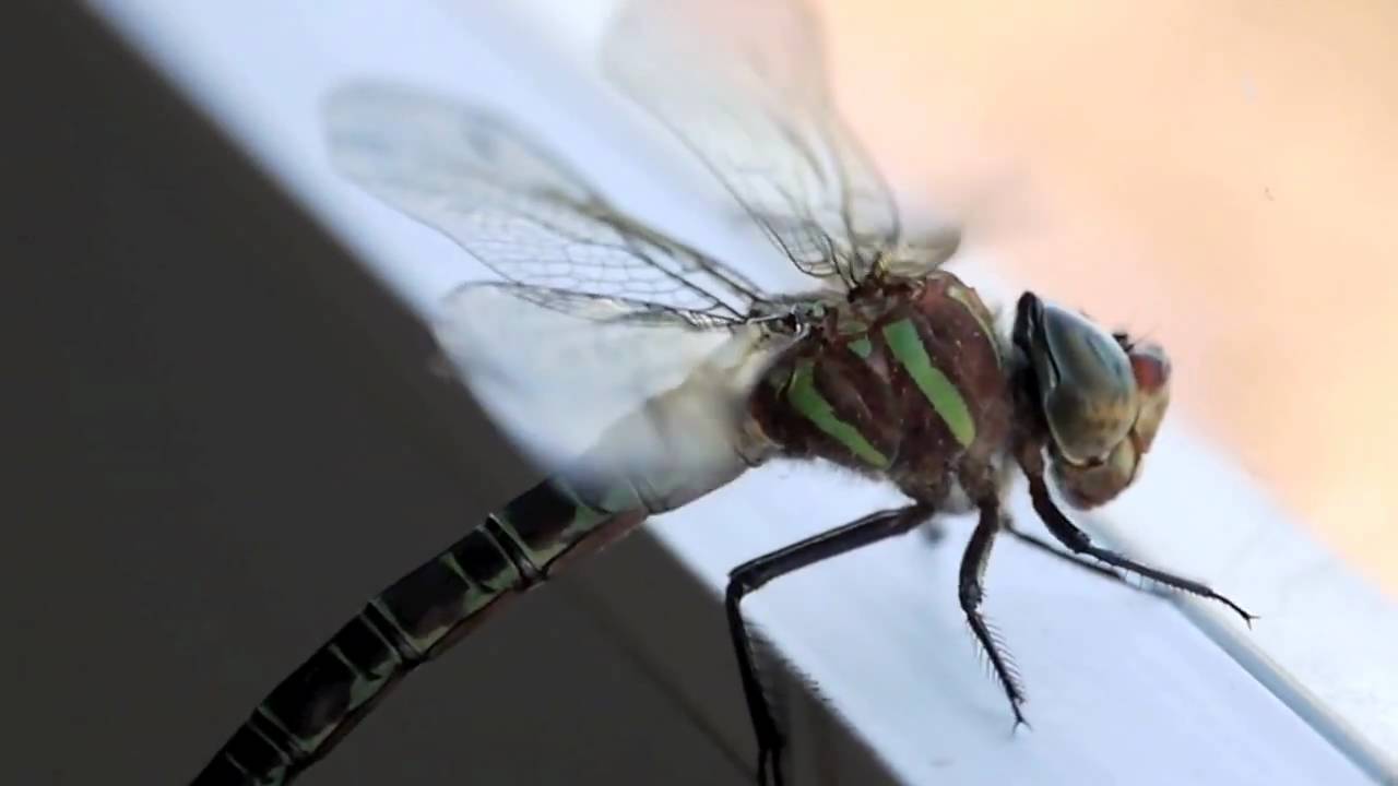 The Dragonfly