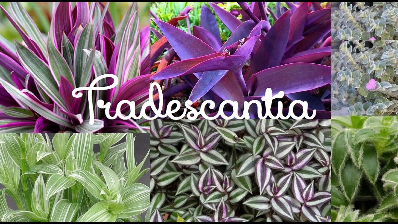 TOP 10 TRADESCANTIA, PLANTIO E CUIDADOS 🌿/IRMÃS TOMATELI