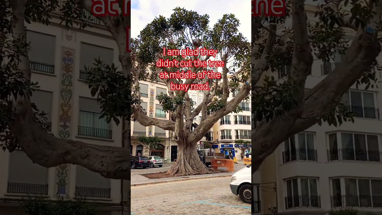 У этого дерева множество нерассказанных историй 😱🫣