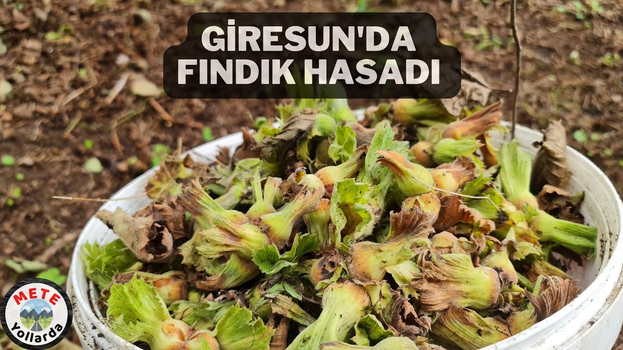 Giresun'da Fındık 🌰🌰🌰 Nasıl Toplanır? Ağustos Bitti Fındık Bitmedi 😲.