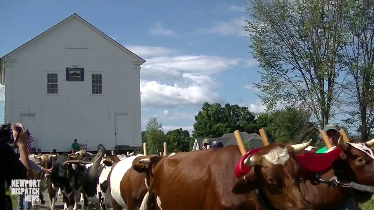 Oxen pulling Brownington Vermont School House back to original location
