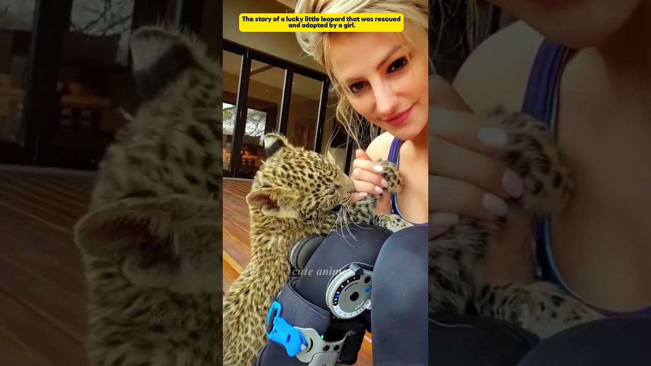 great courage and love. #cuteanimals #leopard #wildliferescue