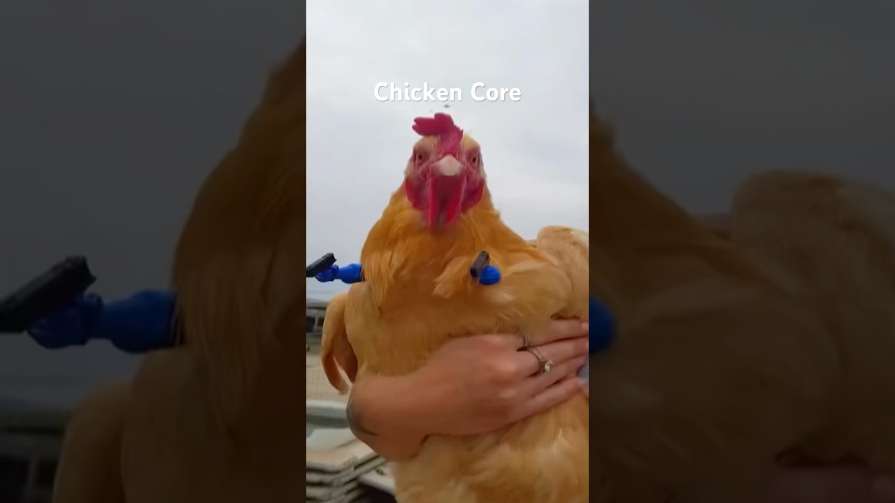 Chicken Core #animalshorts #chicken #chickens #birds #bird