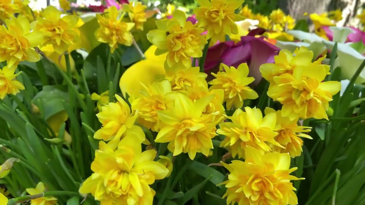 Beautiful Garden | Flowers Amazing 🌻🌼🌸 2024