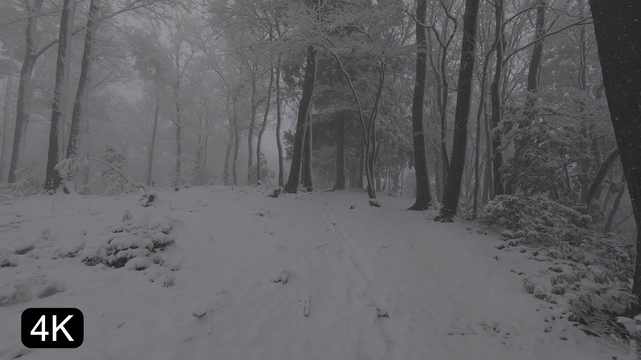 4K Japan Immersive Walk | Snowy  Forest Hike Winter Scenery