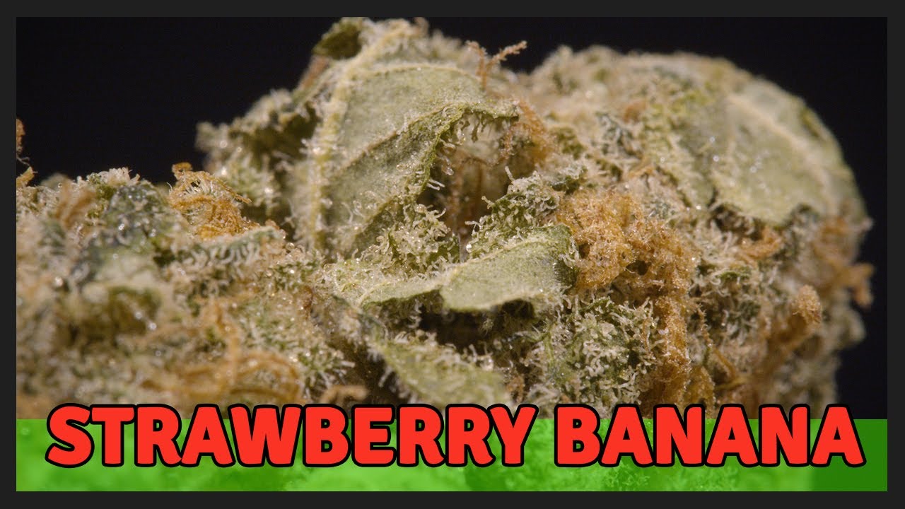STRAWBERRY BANANA - Indica Dominant Hybrid - THC 21%