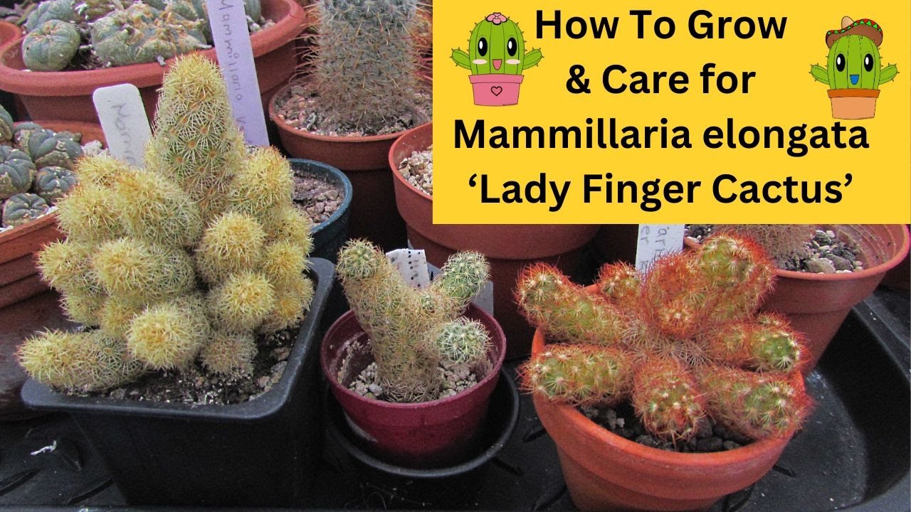 How to Grow & Care for Mammillaria elongata 'Lady Finger Cactus' 