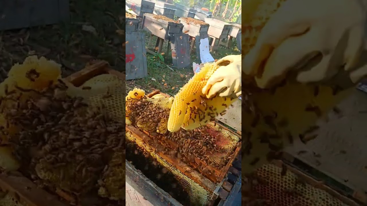 Natural Beekeeping | Fresh Honey Collection  