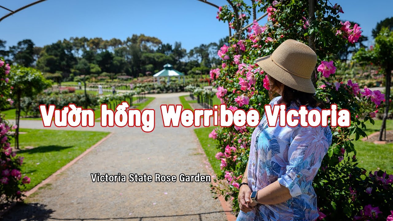Rose Garden(Vườn Hồng) in Werribee Victoria. 