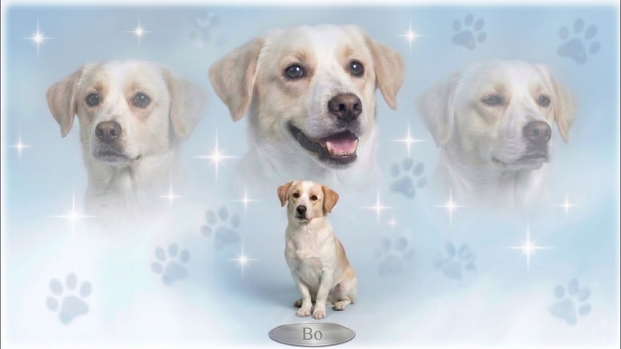 Bo el perrito Juguet&oacute;n - Irlaan