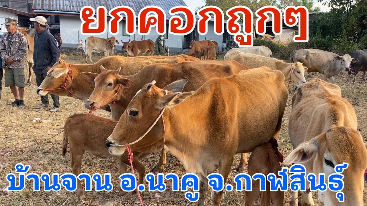 #ราคาวัววันนี้ 3 กุมภาพันธ์ 2569 #ตลาดวัวบ้านจาน #อำเภอนาคูจังหวัดกาฬสินธุ์ #cow #animals #farming 