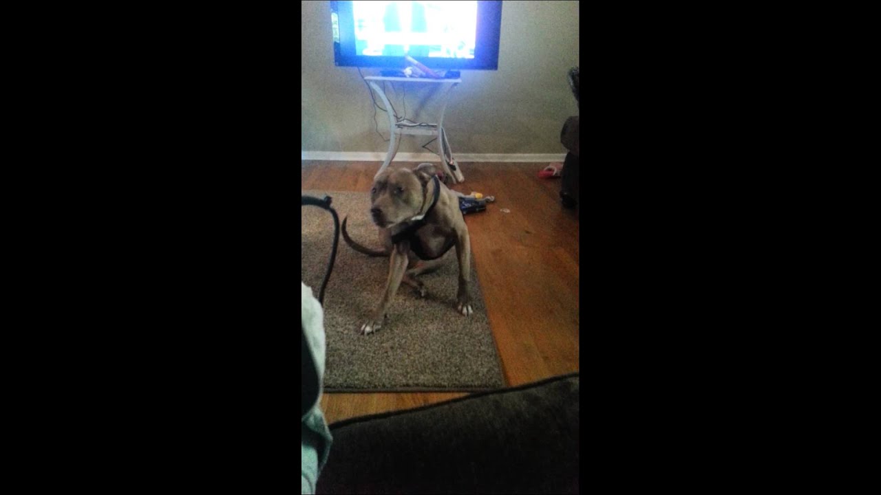 Ty telling me to take his harness off
