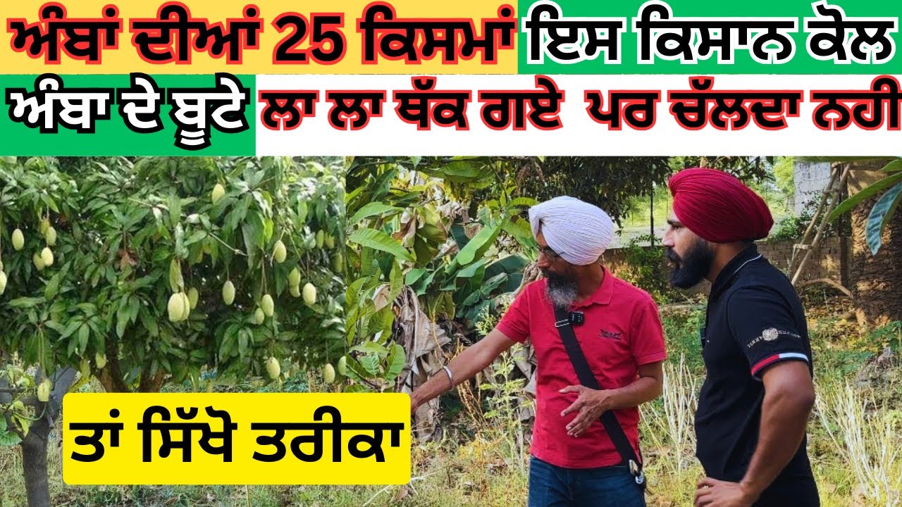 ਅੰਬਾ ਦੇ ਸੁੱਕਦੇ ਨੇ ਤਾ ਦੇਖੋ A to Z ਜਾਣਕਾਰੀ।How to Grow Mango Tree 👌Plant Care Tips