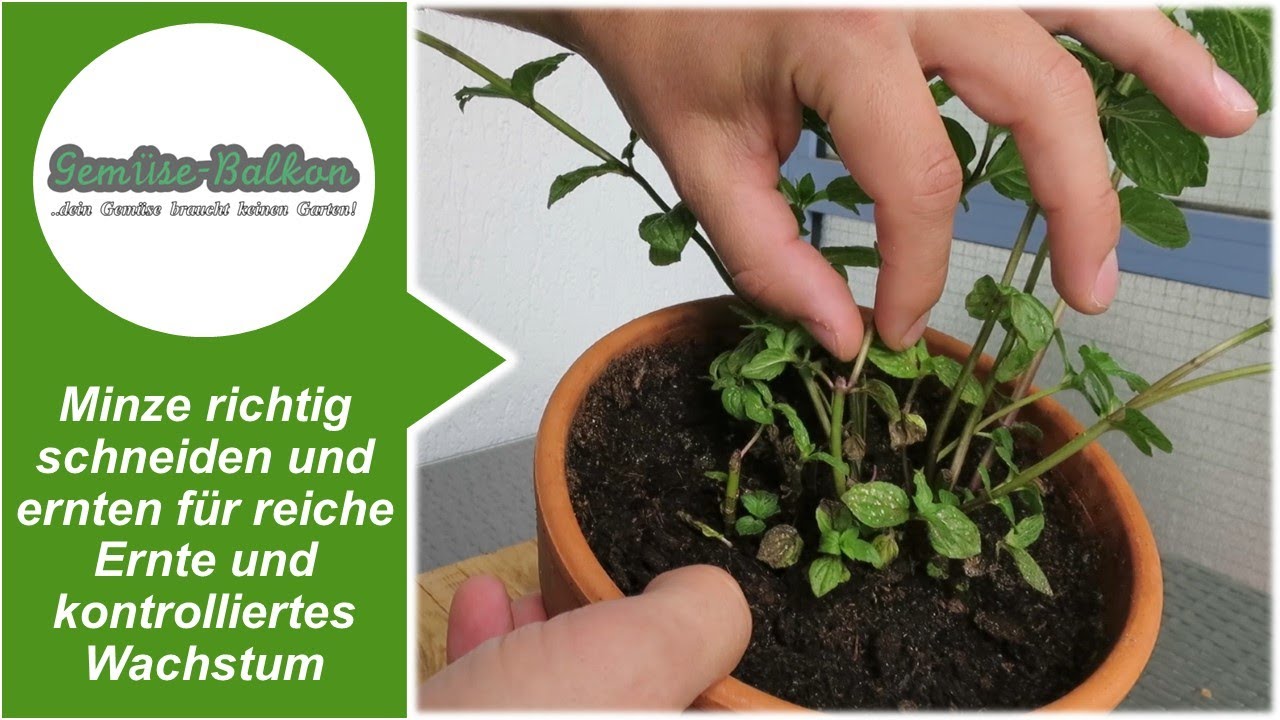 Minze 🌿 richtig schneiden ✂️ und ernten für reiche Ernte und kontrolliertes Wachstum