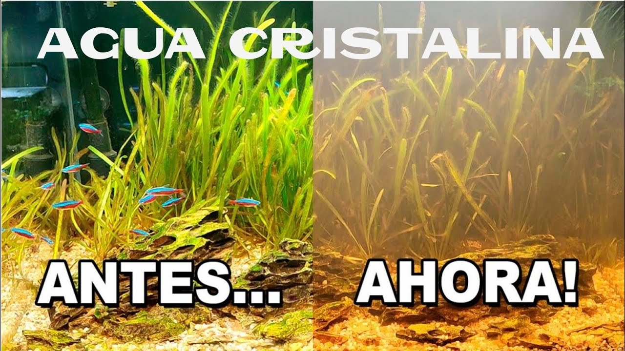 PONLE ESTO AL ACUARIO Y TENDRAS EL AGUA CRISTALINA SIN HACER CAMBIOS DE AGUA