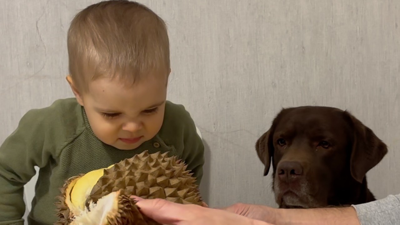 Малыш и его собака реагируют на запах дуриана! Самый смешной момент!