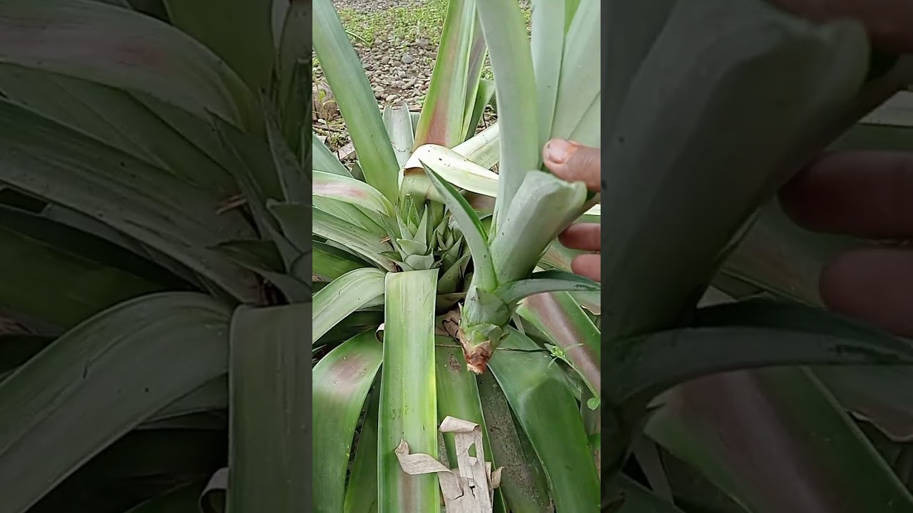Cara memperbanyak tunas atau anakan nanas jenis jumbo.