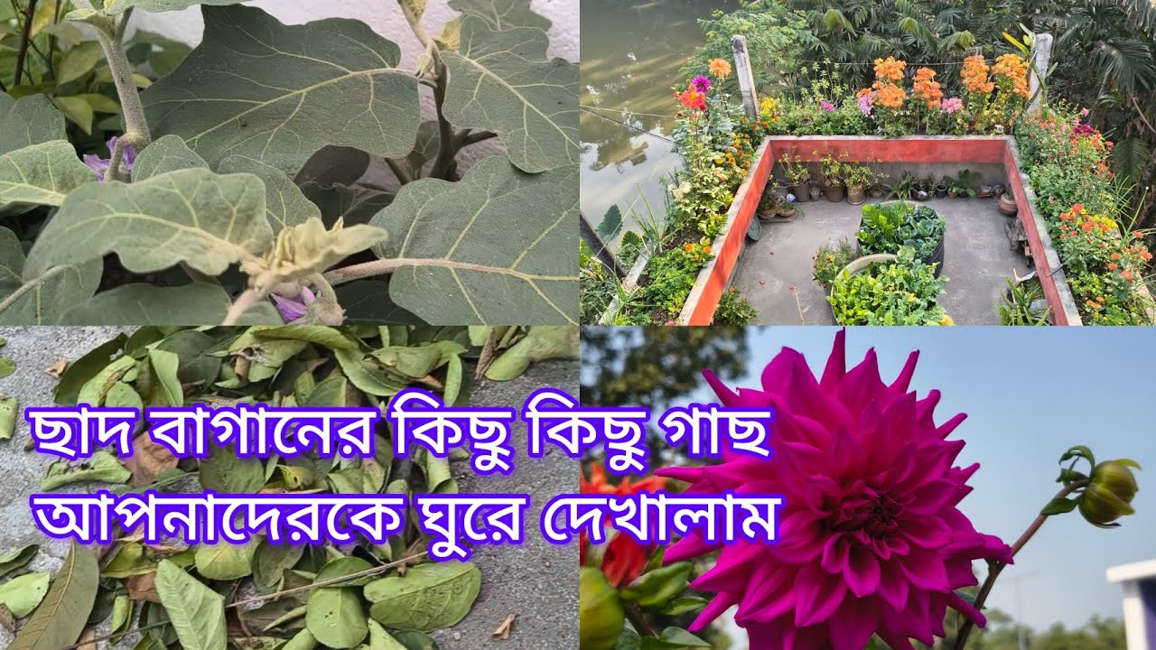 আজকে আমার ছাদ বাগানের গাছগুলো আপনাদেরকে ঘুরে-ঘুরে দেখাবো #gardening #garden 