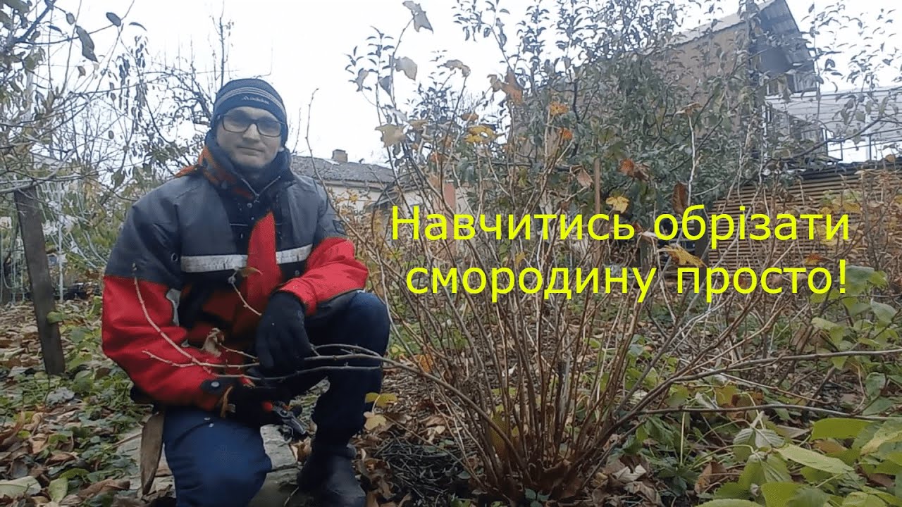 Смородина та порічка: як правильно обрізати щоб отримати гарний врожай