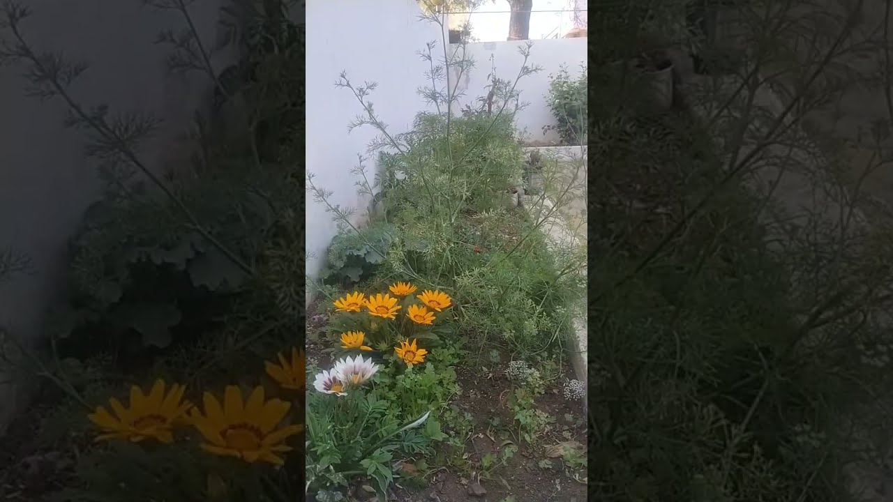 Babitaji's Garden is live!