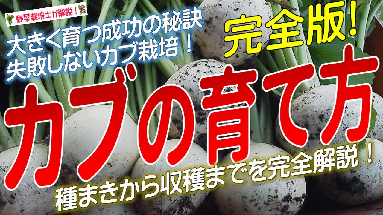 カブの上手な育て方（種まきから収穫まで完全解説）カブ栽培のコツとポイントが分かる！