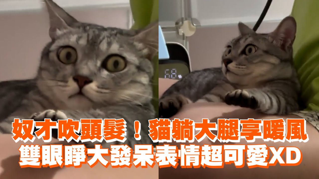 奴才吹頭髮！貓躺大腿享暖風　雙眼睜大發呆表情超可愛XD