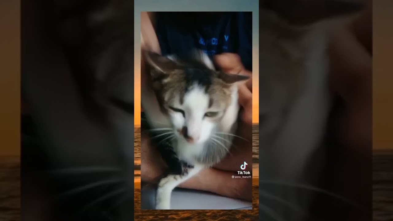 Kucing bilek:Demi Whiskas😸✌️