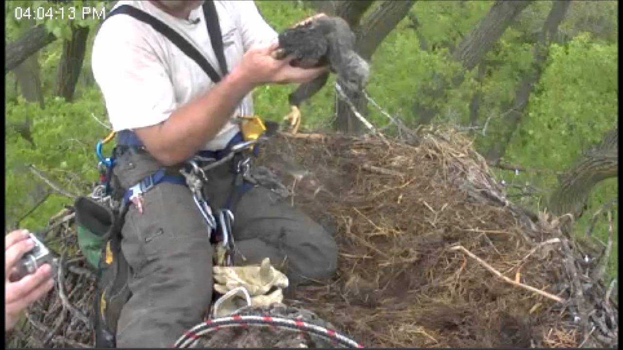 Rescue of Minnesota Eaglet