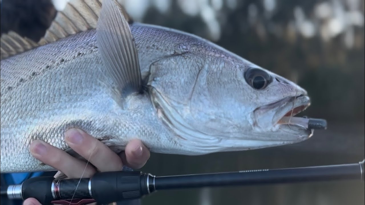Pine River Fishing for Jewies and Trevally || Prawn lures are the best?!
