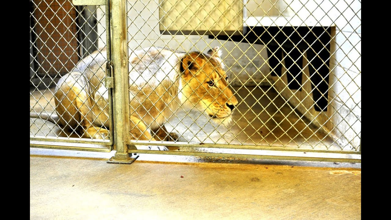Zoo Keepers - Career Spotlight