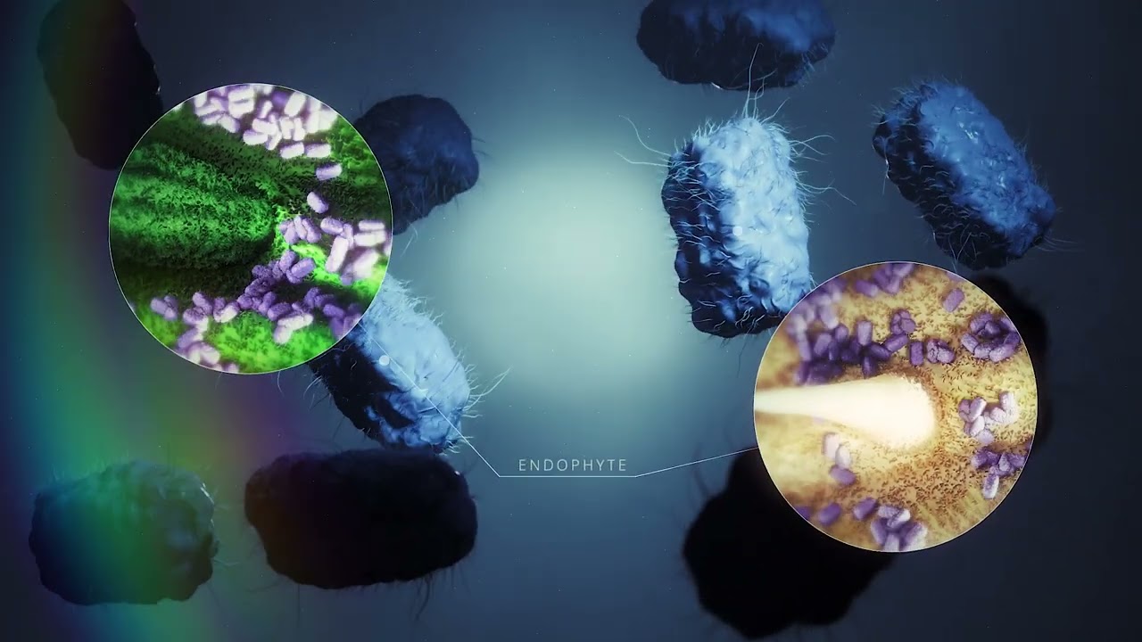 Syngenta Vixeran FR