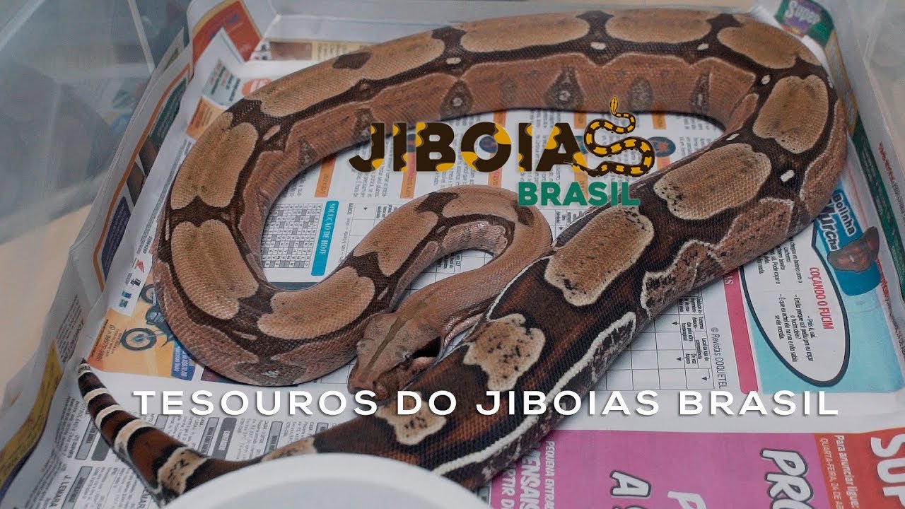 Tesouros do Jiboias Brasil