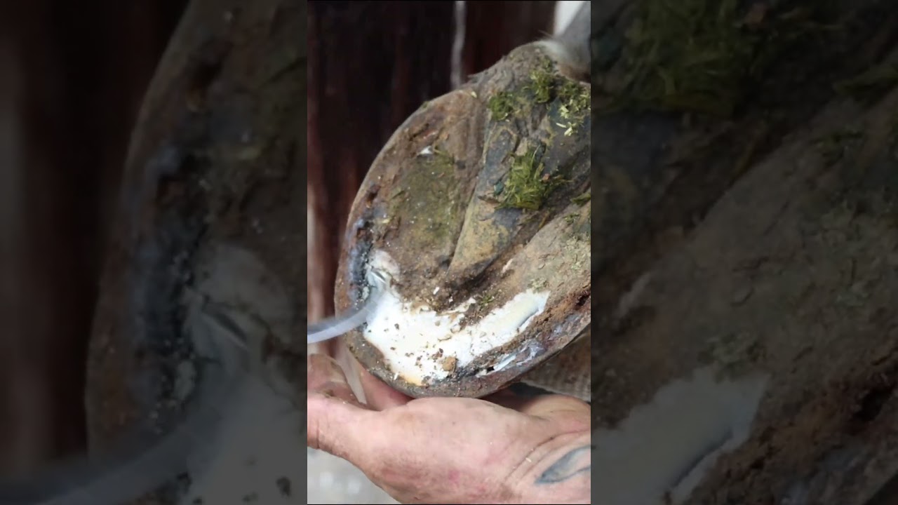 Horse Hoof Cleaning - Full video on the channel #shorts #farrier #satisfying #asmr