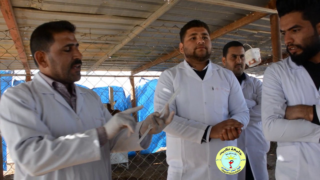 جزء من محاضرة عملية حول اجراء توحيد الشبق في الاغنام
