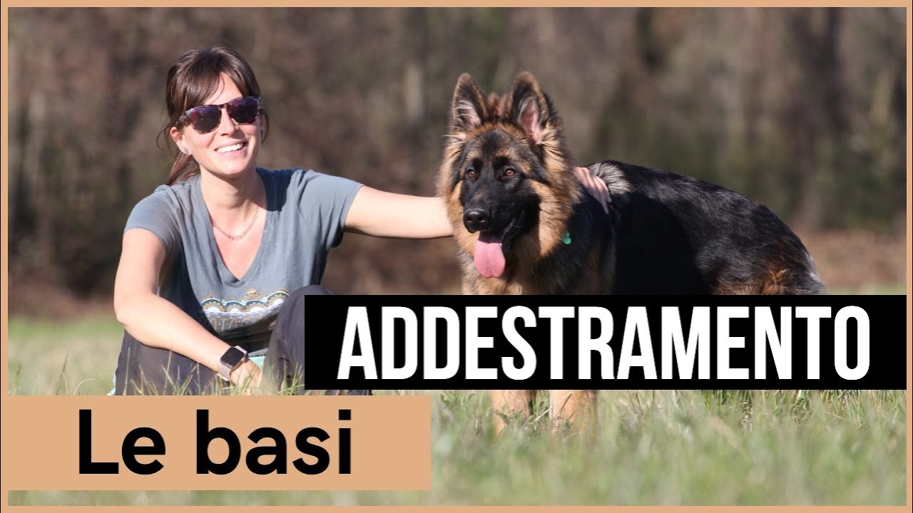 Le basi dell'addestramento
