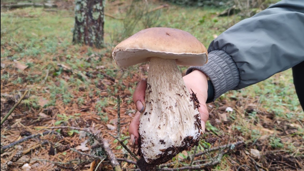 BOLETUS EDULIS MADRID 21/10/2023. ESTOY DE VUELTA!