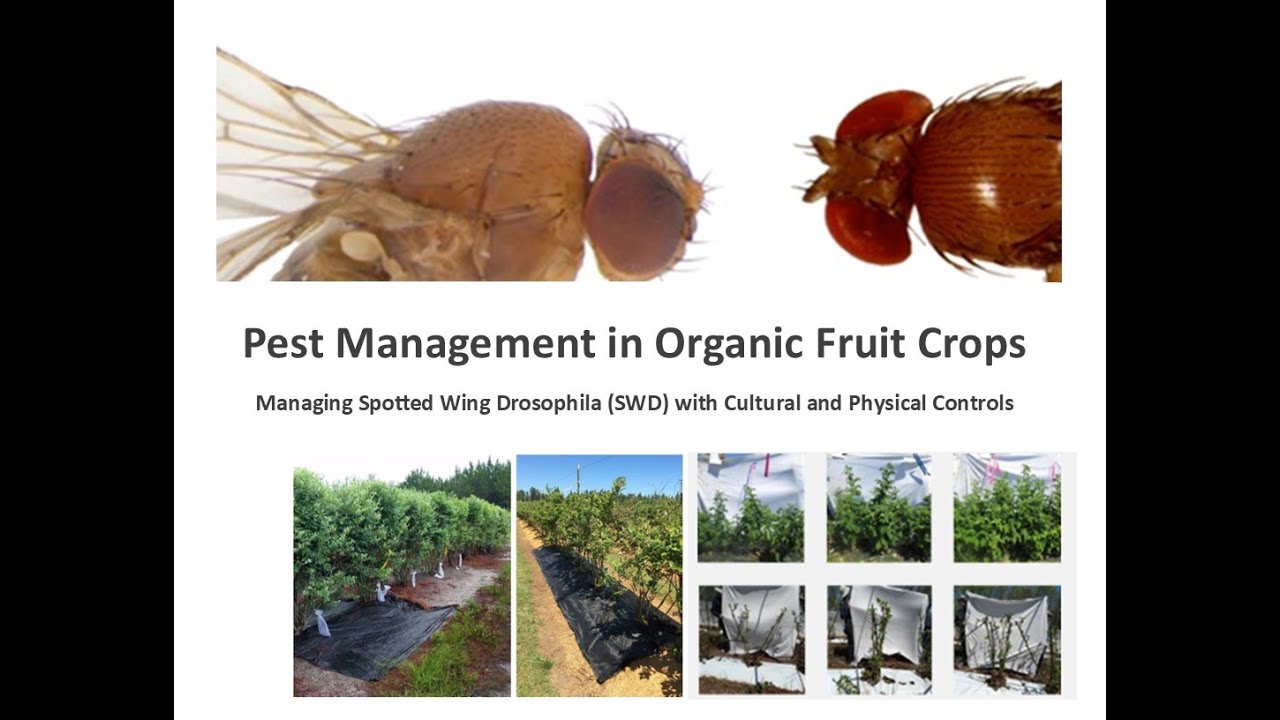 Organic Researcher Spotlight: Pest Management in Organic Fruit Crops with Dr. Ash Sial