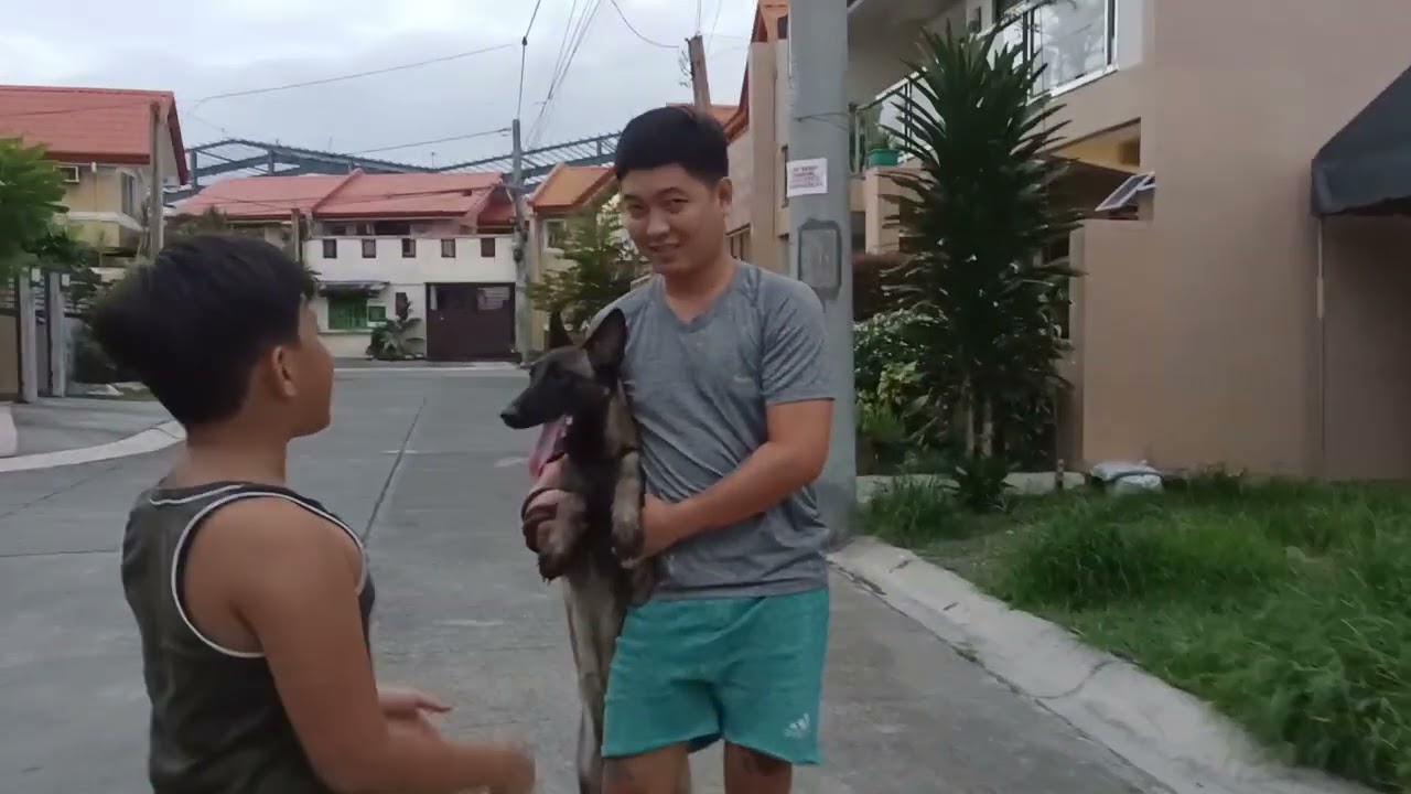 Belgian Malinois Gray Sable - 1 year old - Daily Walk