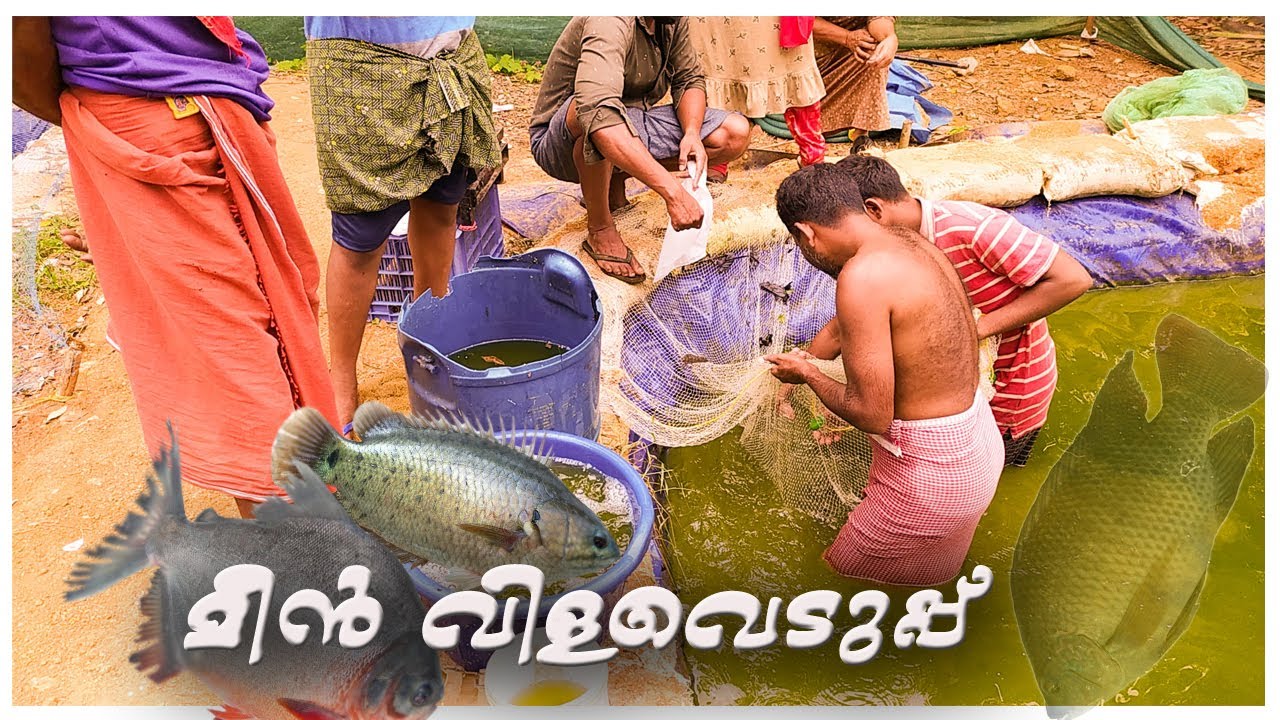 മീൻ വിളവെടുപ്പ് /anabas fish farming in kerala /silopi fish/ nectar fish/ avoli/kattuppara fish farm
