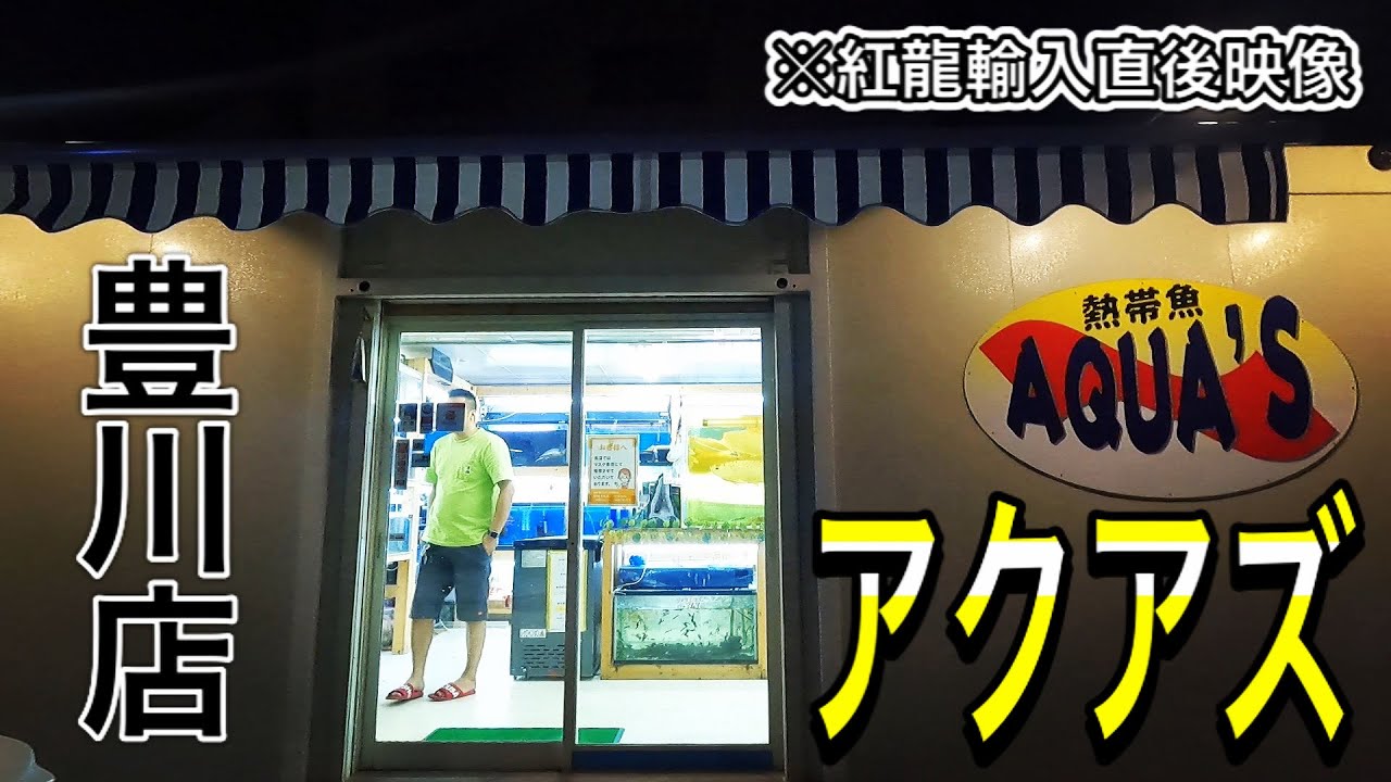 【ショップ訪問】アロワナといえばアクアズ！直輸入直後の紅龍 #60