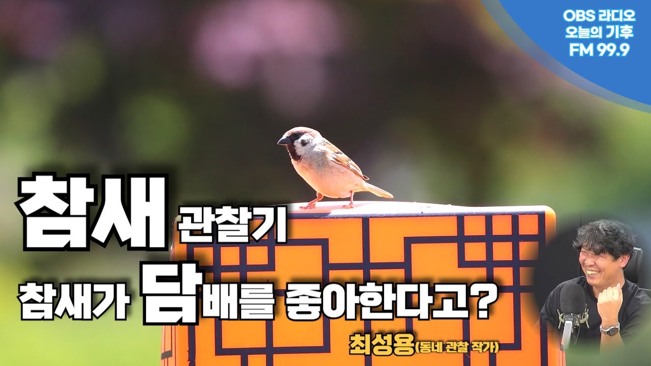참새가 담배를 좋아해?....최브르 '참새' 관찰기