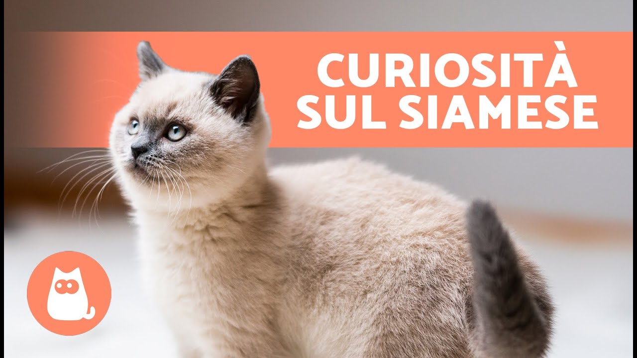 10 CURIOSIT&Agrave; sui GATTI SIAMESI 🐱🐾 Scoprilo!
