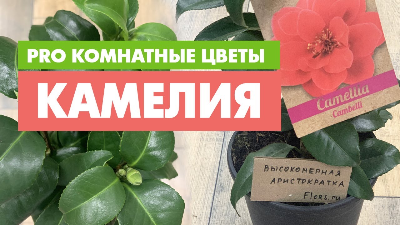 Комнатное растение Камелия и уход за ней | Как ублажить капризную красотку - с ней можно подружиться