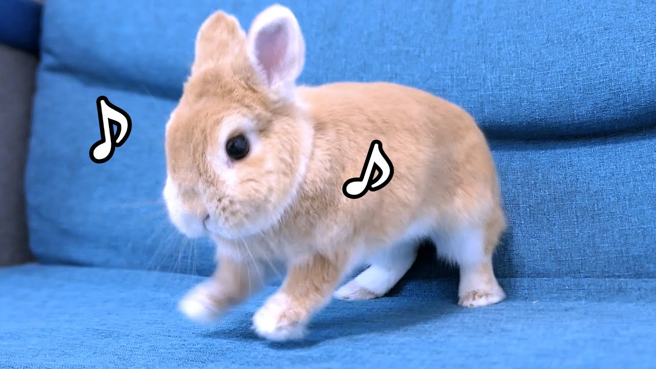 色んな仕草や表情が可愛い我が家のうさぎを見てほしい